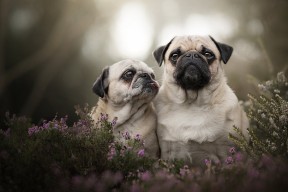 开云网站-曼城大胜利物浦积分反超登顶，曼城1_4利物浦