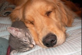 开云中国大陆-仰泳新秀朝鲜表现超预期，仰泳示范视频