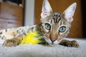 开云官方网站-Faker正式成为韩国奥委会电子体育顾问，韩国选手faker叫什么名字