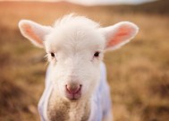 kaiyun中国官方网站-林丹校园演讲强调坚持与热爱，林丹体育精神