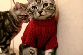 开云中国大陆-勒夫意外当选年度最佳教练，球迷惊喜万分，勒夫主教练