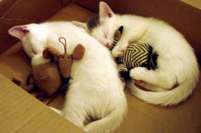 开云官方网站-挪威队豪取欧洲国家联赛胜利，实力强劲，挪威球队介绍