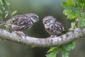 开云·体育官网APP下载-“世界泳坛精英对决，新加坡游泳锦标赛谁能登顶？”