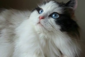 开云·Kaiyun网页版-乒乓球战术分析：Chinese Taipei如何提升反应速度，中国乒乓球传统打法