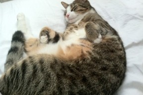 开云体育APP下载-利物浦客场战胜阿斯顿维拉，英超卫冕梦想闪现，利物浦对阿斯顿维拉直播