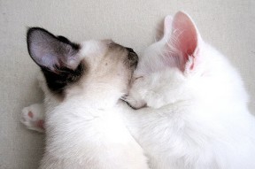 开云体育-公牛逆转凯尔特人，常规赛巅峰对决中德罗赞锁死对手，公牛对阵凯尔特人