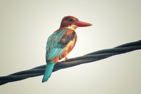 Kaiyun官方登录入口-女足世界杯即将开幕，女足世界杯即将开幕的球队