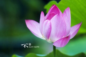 kaiyun官方入口登录-沃尔夫斯堡球员表现出色，助球队取得胜利，沃尔夫斯堡最新阵容