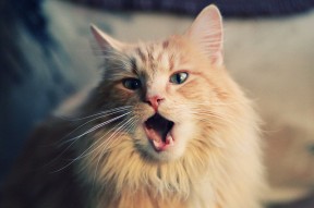 Kaiyun APP-克罗地亚队在巴黎奥运会手球比赛中击败多支强队，克罗地亚国家队赞助