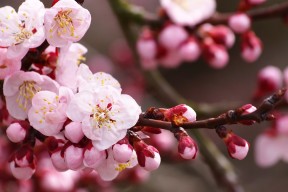 kaiyun体育app-突尼斯国家队备战非洲杯，突尼斯参加过几次世界杯