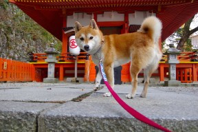 kaiyun.com-公牛前场篮板提升有效控制比赛节奏，公牛队首发控卫