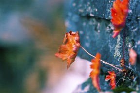 开云体育-科特迪瓦男篮在非洲锦标赛中持续升温，迈向更高目标，科特迪瓦男足