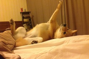 开云·体育官网APP下载-中国队在巴黎奥运会比赛中展现出高效的快攻配合，巴黎奥运会breaking中国队