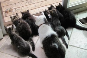 kaiyun官方入口登录-美国田径队包揽接力金牌，科尔曼领衔冲线，美国百米新秀科尔曼