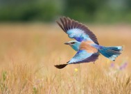 开云官方网页登录-职业联赛设立年度最佳进步球员奖鼓励成长，职业联赛进球最多的球员