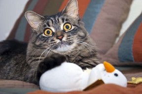 KAIYUN 中国大陆-国际足球友谊赛缔造经典，明星球员纷纷亮相展现风采，2021足球国际友谊赛最新赛果