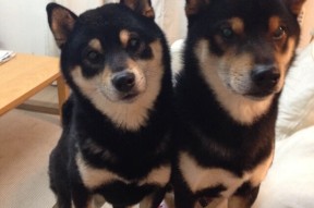 kaiyun官方入口登录-意大利媒体：伊朗足球，是冬奥最优雅的存在，伊朗足球知乎