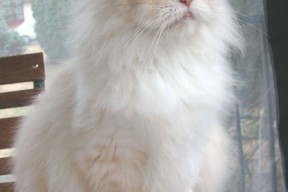 Kaiyun APP-巴塞罗那俱乐部与球员戈丁续约成功，巴塞罗那最新签约