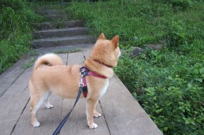 开云官方-莱戈内斯客场险胜，提升保级希望，莱戈拉斯去哪了