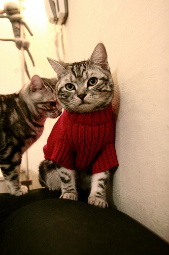 开云官方网页登录-球员转会窗口开启多队动作频繁,球员转会流程 第2张 开云官方网页登录-球员转会窗口开启多队动作频繁,球员转会流程 第2张