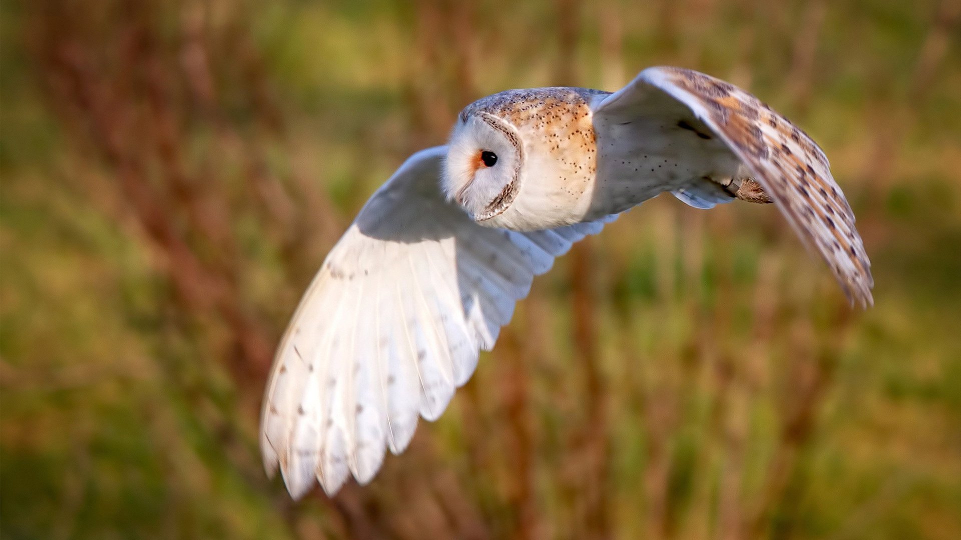 kaiyun官方网站-荣耀时刻:历史上最震撼WRC冠军瞬间合集,wrc世界冠军 第2张 kaiyun官方网站-荣耀时刻:历史上最震撼WRC冠军瞬间合集,wrc世界冠军 第2张
