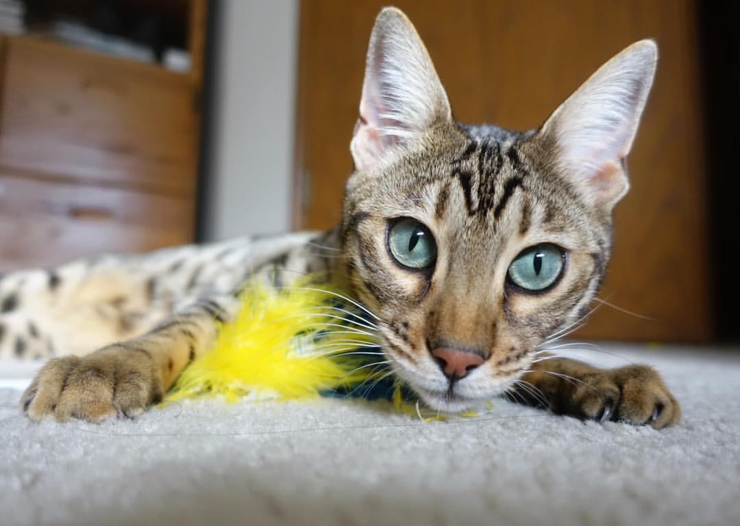 开云官方网站-Faker正式成为韩国奥委会电子体育顾问,韩国选手faker叫什么名字 第1张 开云官方网站-Faker正式成为韩国奥委会电子体育顾问,韩国选手faker叫什么名字 第1张