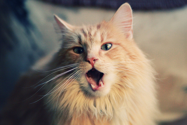 Kaiyun APP-克罗地亚队在巴黎奥运会手球比赛中击败多支强队，克罗地亚国家队赞助  第1张