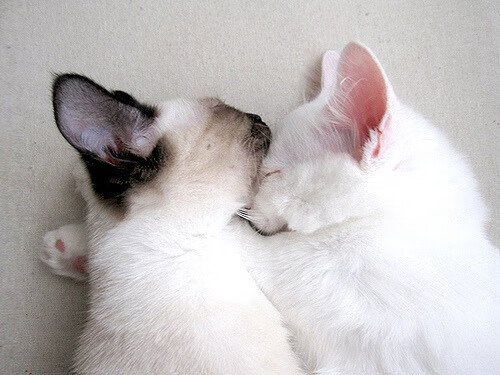 开云体育-公牛逆转凯尔特人，常规赛巅峰对决中德罗赞锁死对手，公牛对阵凯尔特人  第1张