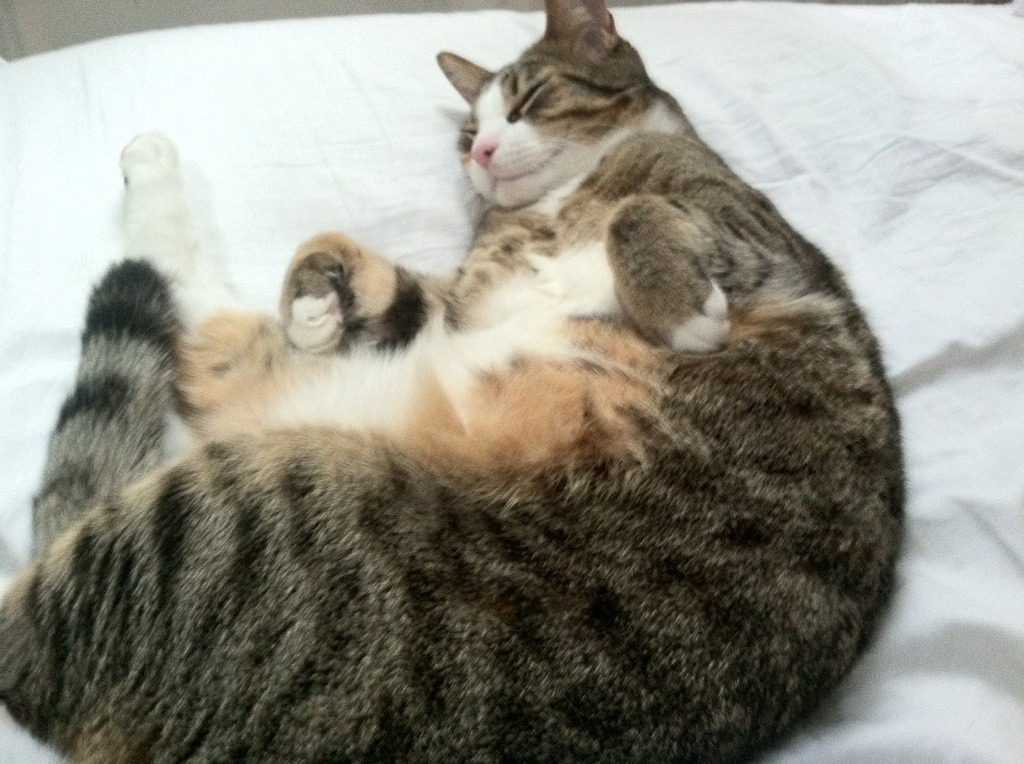 开云体育APP下载-利物浦客场战胜阿斯顿维拉,英超卫冕梦想闪现,利物浦对阿斯顿维拉直播 第1张 开云体育APP下载-利物浦客场战胜阿斯顿维拉,英超卫冕梦想闪现,利物浦对阿斯顿维拉直播 第1张