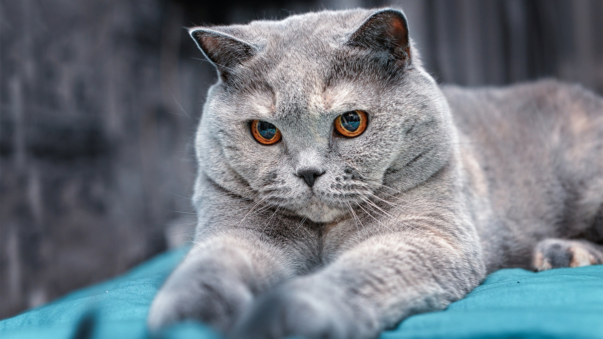 开云网站-意大利球队是否应在欧战中扮演更大角色，意大利球队名单公布  第2张