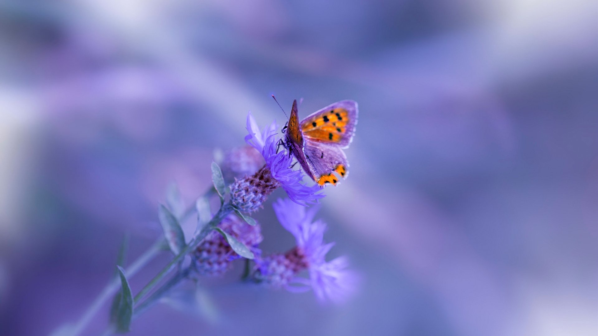 开云·体育官网-热刺1-0曼联,赛季三杀红魔,曼联3-0热刺首发 第2张 开云·体育官网-热刺1-0曼联,赛季三杀红魔,曼联3-0热刺首发 第2张