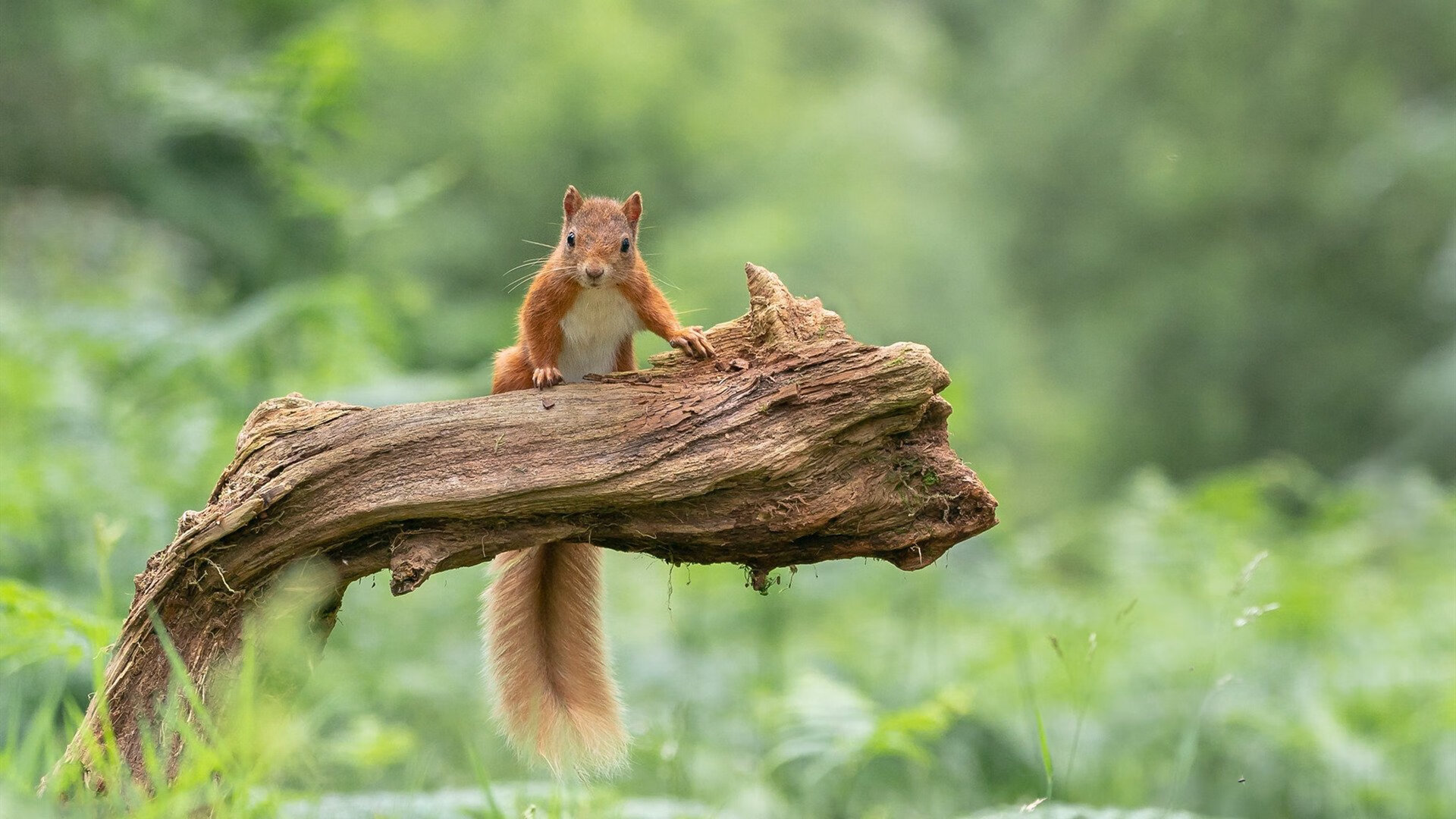 Kaiyun APP-瑞典球队选出新队长，注入新的领导力量，瑞典球队选出新队长,注入新的领导力量  第2张