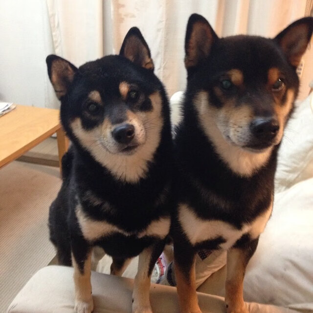 Kaiyun官方登录入口-贝蒂斯是否有足够阵容厚度支撑欧战,贝蒂斯是否有足够阵容厚度支撑欧战的 第1张 Kaiyun官方登录入口-贝蒂斯是否有足够阵容厚度支撑欧战,贝蒂斯是否有足够阵容厚度支撑欧战的 第1张