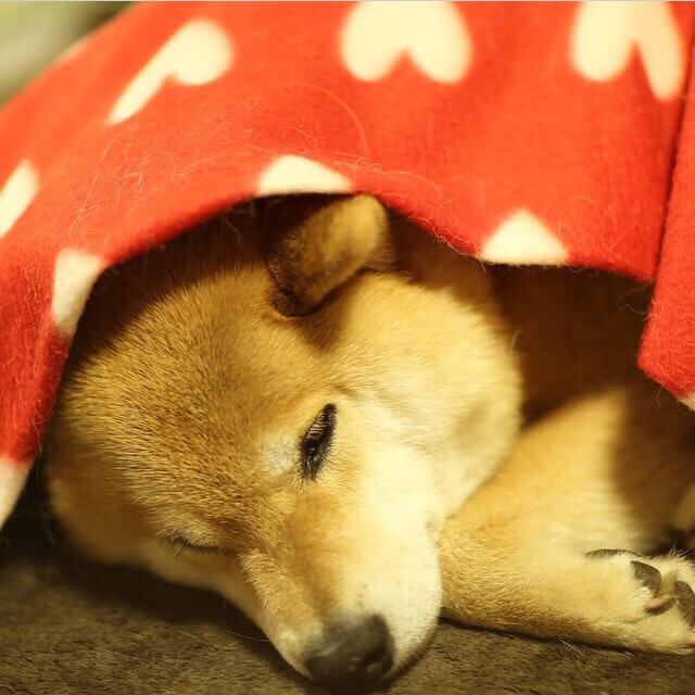 开云平台-NBA球队主教练领导风格与球员满意度研究，nba球队的主教练  第5张