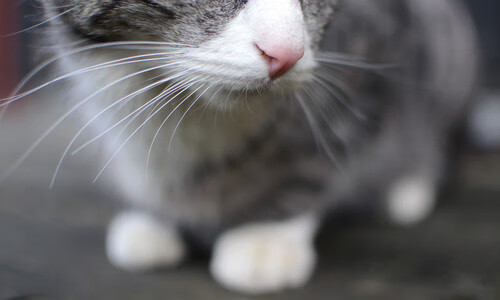 开云中国大陆-体育教学辅助技术发展现状及趋势,体育辅助教案 第5张 开云中国大陆-体育教学辅助技术发展现状及趋势,体育辅助教案 第5张