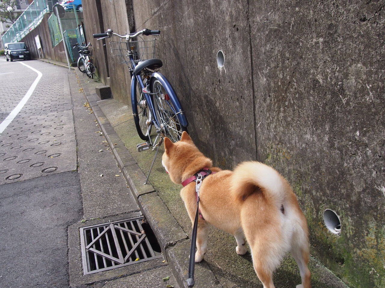 kaiyun体育app-足球大事件:2024世俱杯最值得期待的亮点,2022年国际足联世俱杯 第4张 kaiyun体育app-足球大事件:2024世俱杯最值得期待的亮点,2022年国际足联世俱杯 第4张