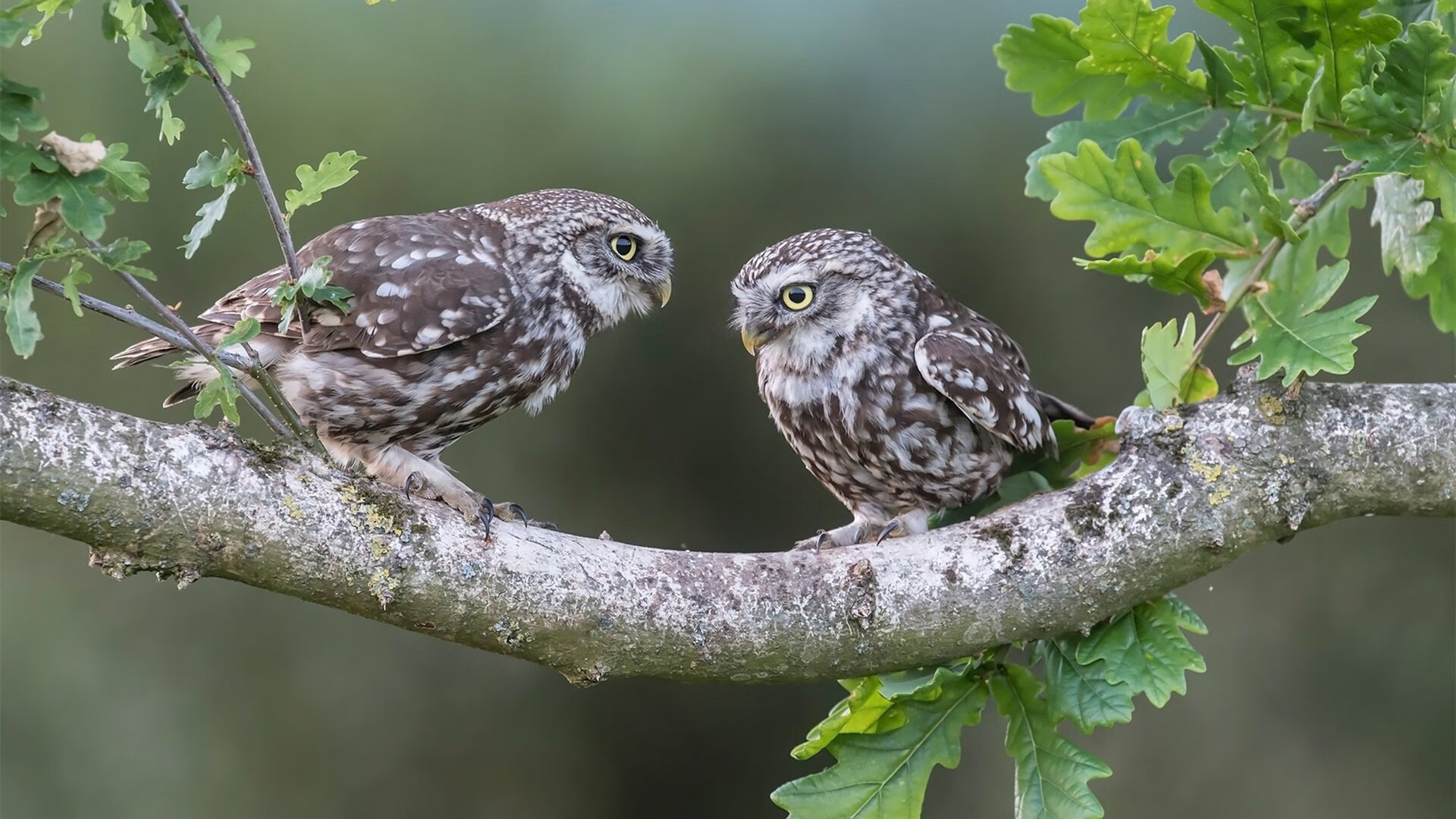 开云·体育官网APP下载-“世界泳坛精英对决,新加坡游泳锦标赛谁能登顶?” 第1张 开云·体育官网APP下载-“世界泳坛精英对决,新加坡游泳锦标赛谁能登顶?” 第1张