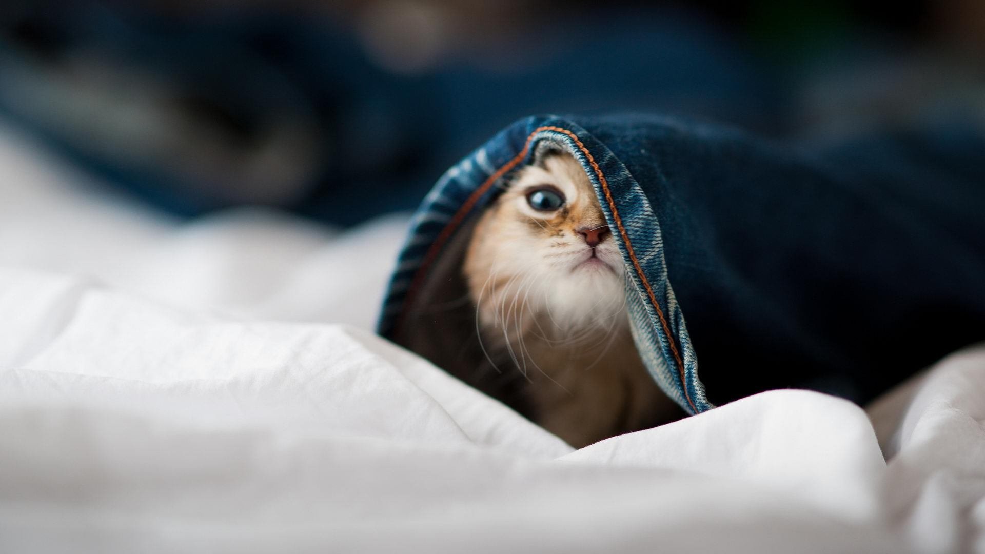 开云中国-配速波形曲线对比赛影响分析，配速法原理  第2张