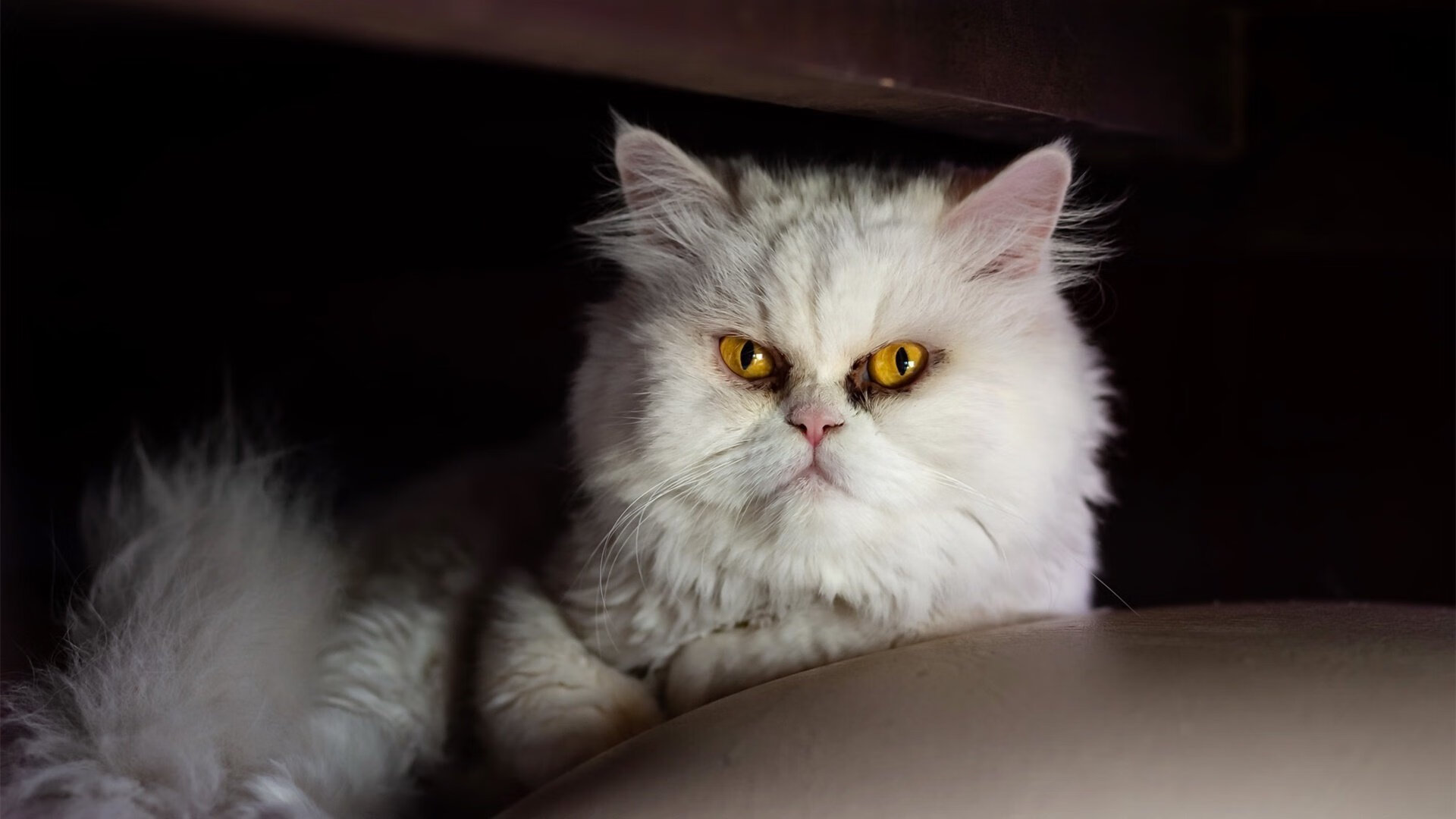 Kaiyun APP-“马丁·高尔西的快速成长,助阿根廷美洲狮队稳步前行” 第2张 Kaiyun APP-“马丁·高尔西的快速成长,助阿根廷美洲狮队稳步前行” 第2张