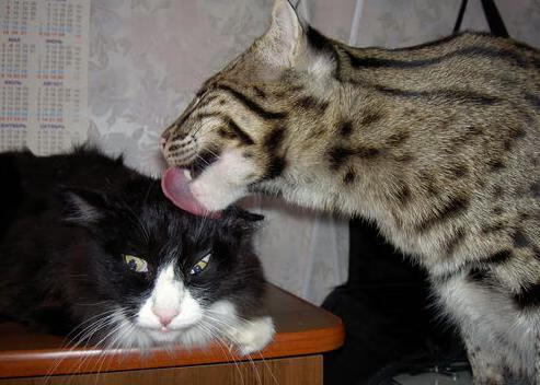 开云·Kaiyun网页版-国家队与科研单位开展联合项目推动战术系统研究,国家队科研团队 第2张 开云·Kaiyun网页版-国家队与科研单位开展联合项目推动战术系统研究,国家队科研团队 第2张