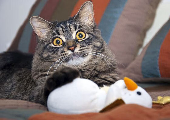 KAIYUN 中国大陆-国际足球友谊赛缔造经典，明星球员纷纷亮相展现风采，2021足球国际友谊赛最新赛果  第1张