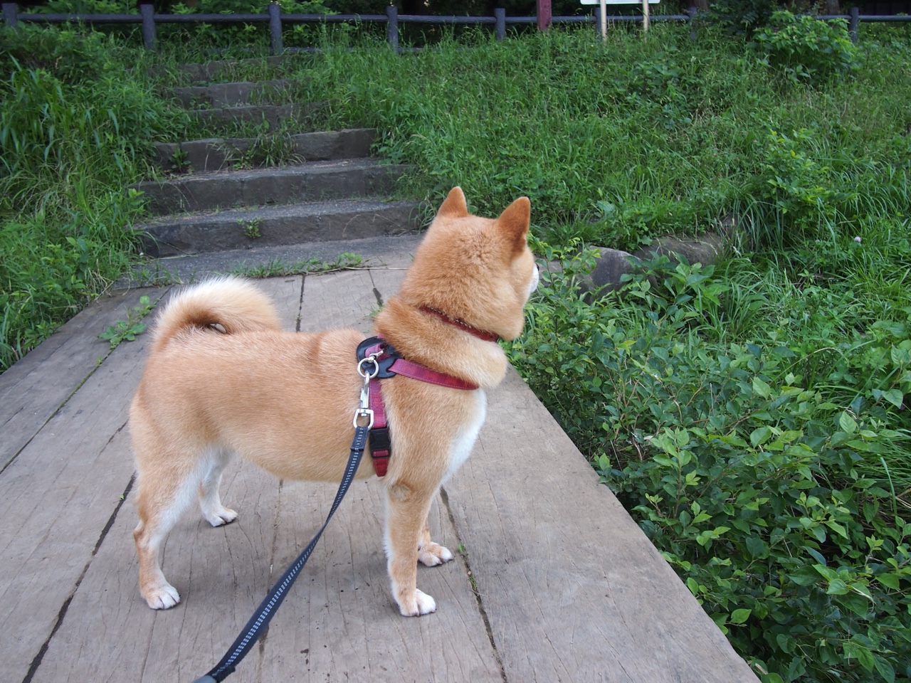 kaiyun中国官方网站-德甲疯狂比分：速度、力量与技巧的集中爆发，德甲比分竞猜攻略  第2张