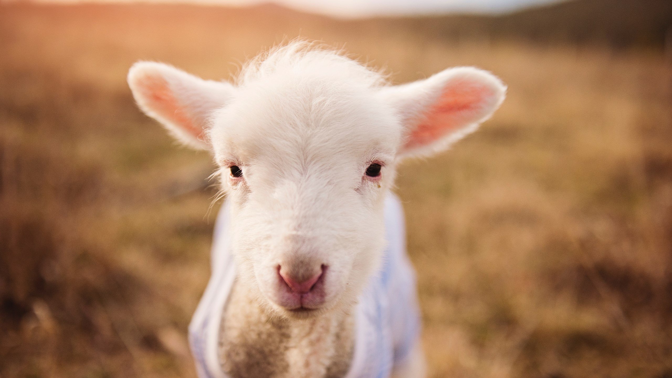 kaiyun中国官方网站-林丹校园演讲强调坚持与热爱，林丹体育精神  第1张