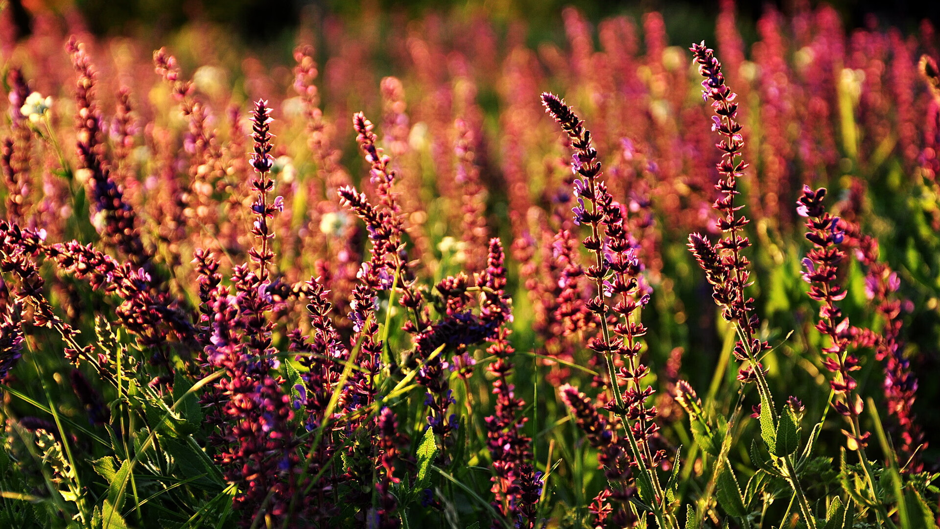 kaiyun登录入口-火箭训练氛围高涨球员相互加油打气，火箭队训练  第1张