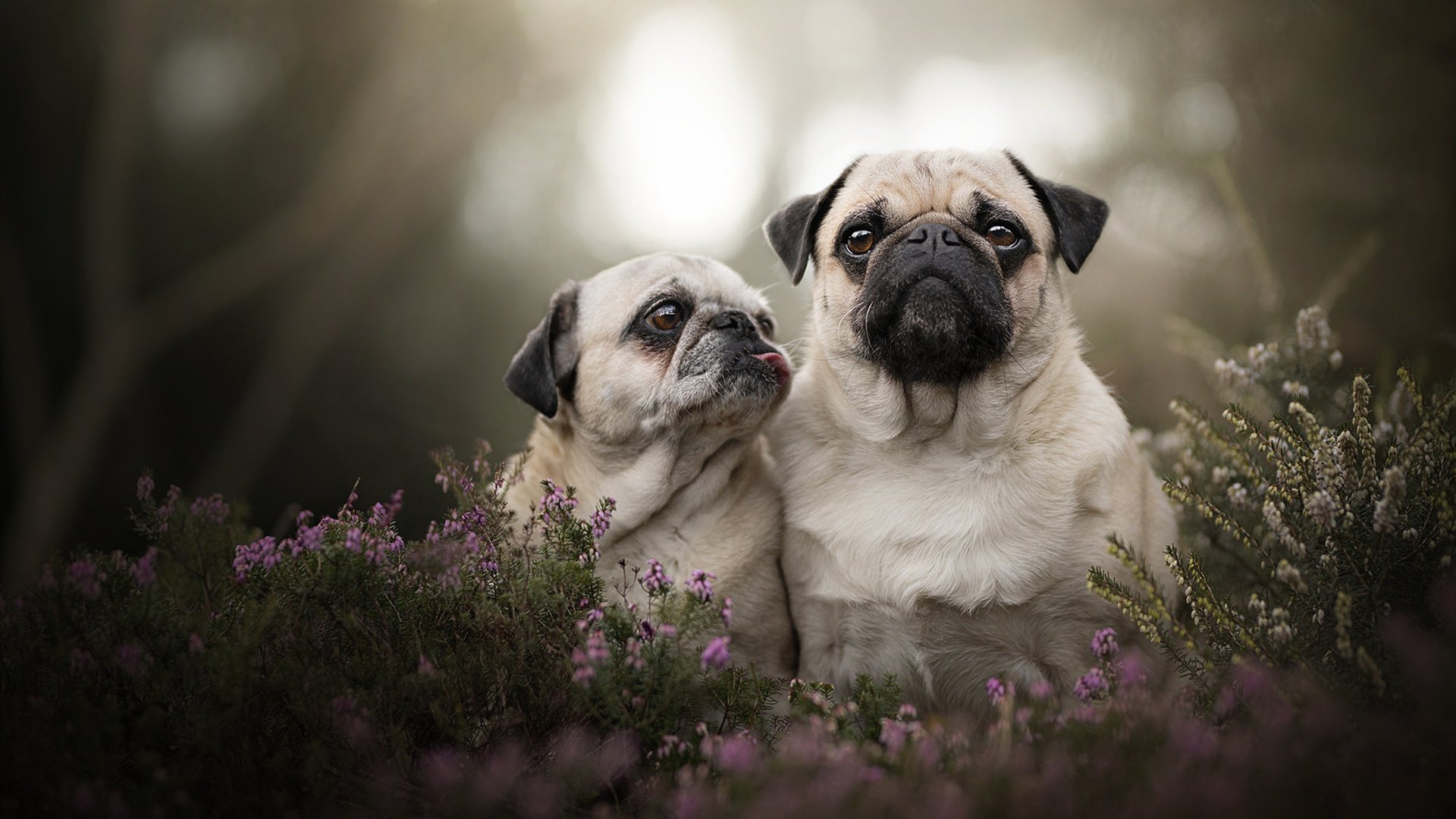 开云官方-爱尔兰橄榄球赛事收视率创新高,爱尔兰橄榄球队 第2张 开云官方-爱尔兰橄榄球赛事收视率创新高,爱尔兰橄榄球队 第2张