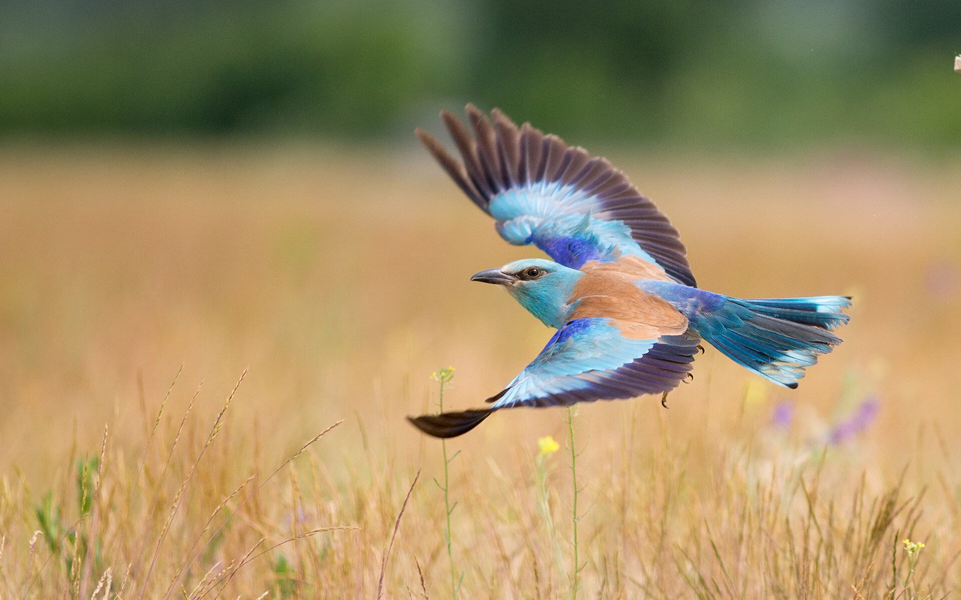 开云官方网页登录-职业联赛设立年度最佳进步球员奖鼓励成长,职业联赛进球最多的球员 第1张 开云官方网页登录-职业联赛设立年度最佳进步球员奖鼓励成长,职业联赛进球最多的球员 第1张